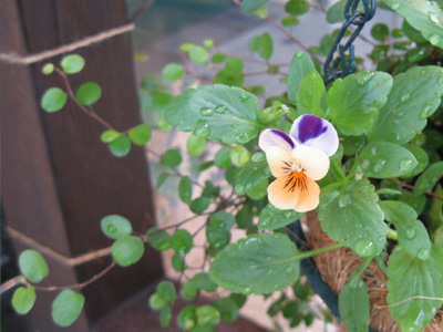 ヴィオラ-2006-11-1