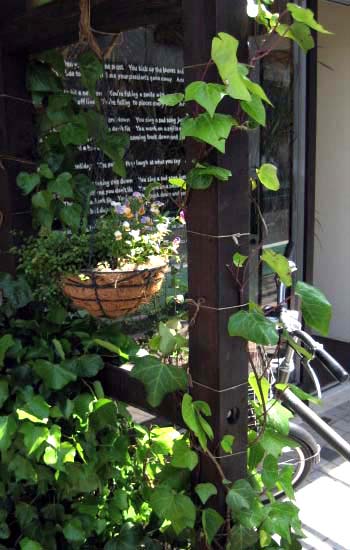 ツタの成長-2007-5-5