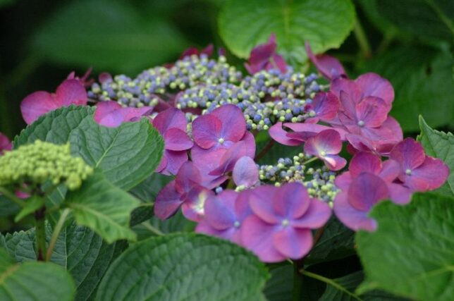 あじさい-2006-7-12