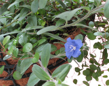 アメリカンブルー-2006-10-4