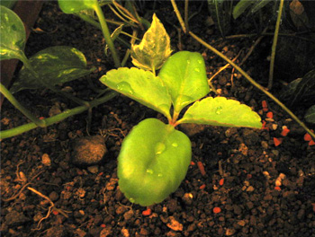 セイロン弁慶草 再び-2008-1-30