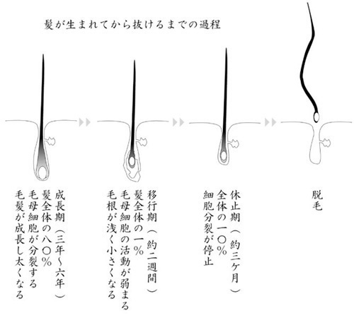 大泉学園　トリートメント