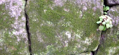 やっぱり京都へ行こう-2006-2-20