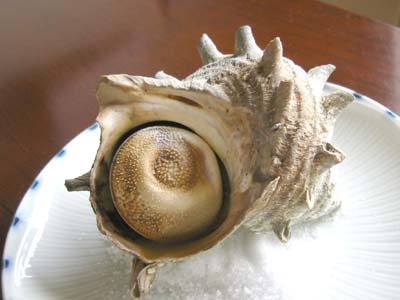 お祝いのサザエ