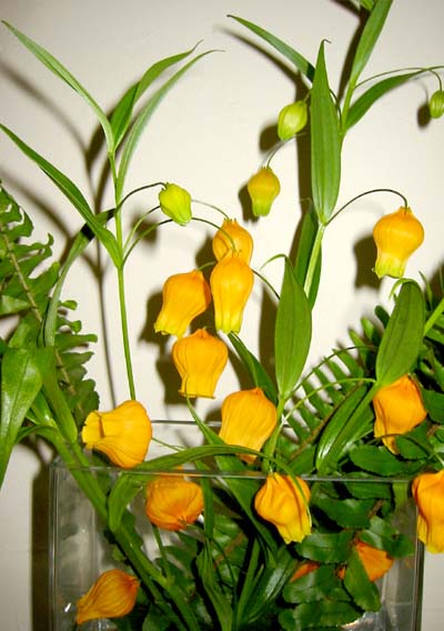 サンダーソニア-2006-2-20